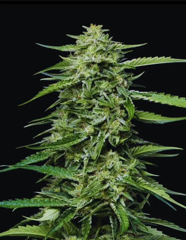 Blueberry Honey van Humboldt Seed Company