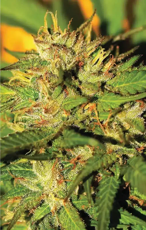 Humboldt Headband van Humboldt Seed Company