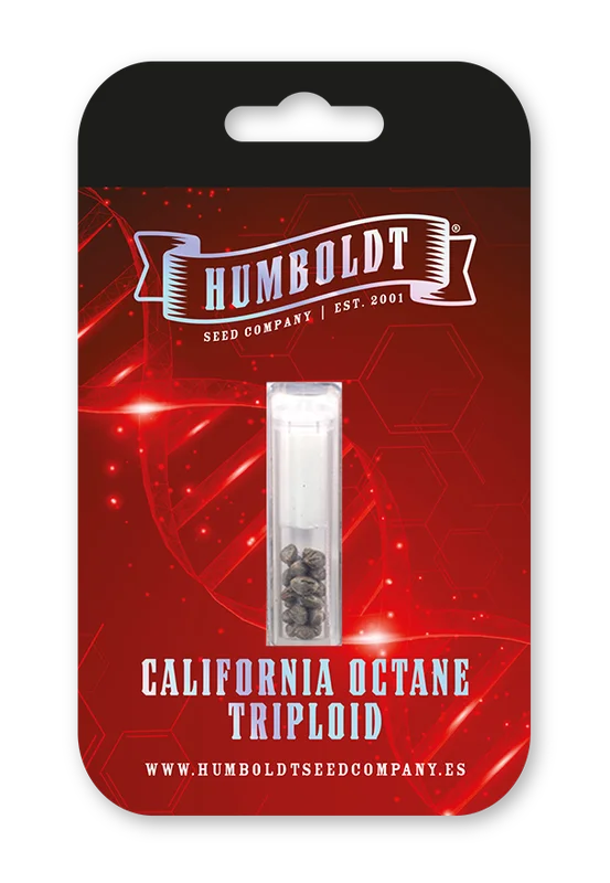 California Octane Triploid van Humboldt Seed Company