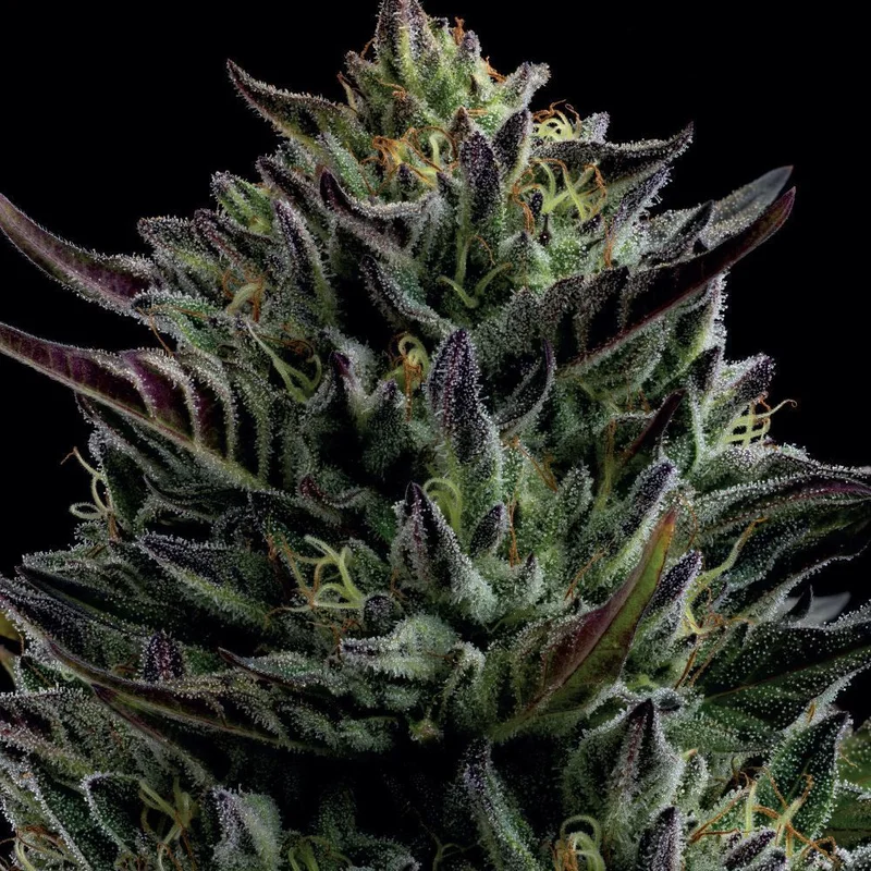 California Octane van Humboldt Seed Company
