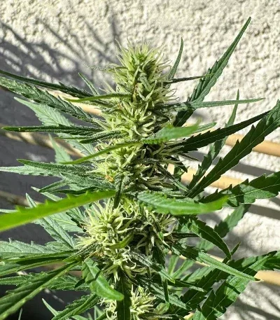 Humboldt Dream van Humboldt Seed Company