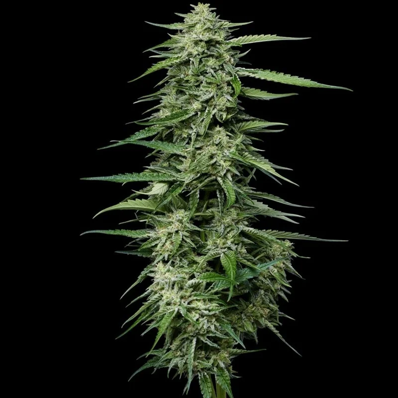Blueberry Honey van Humboldt Seed Company