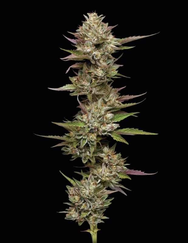 Moon Fog van Humboldt Seed Company