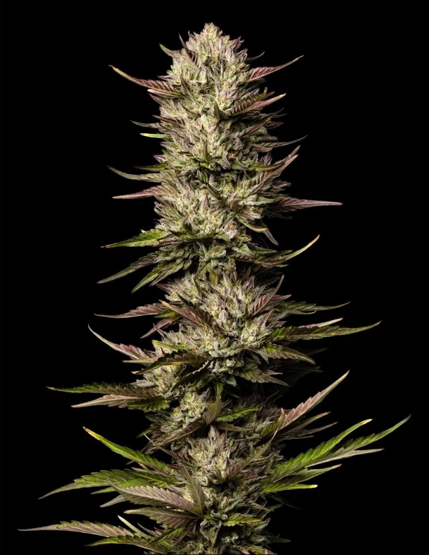 California Octane van Humboldt Seed Company