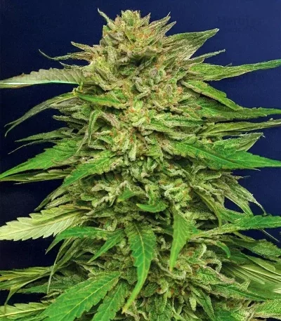 Pineapple Muffin van Humboldt Seed Company