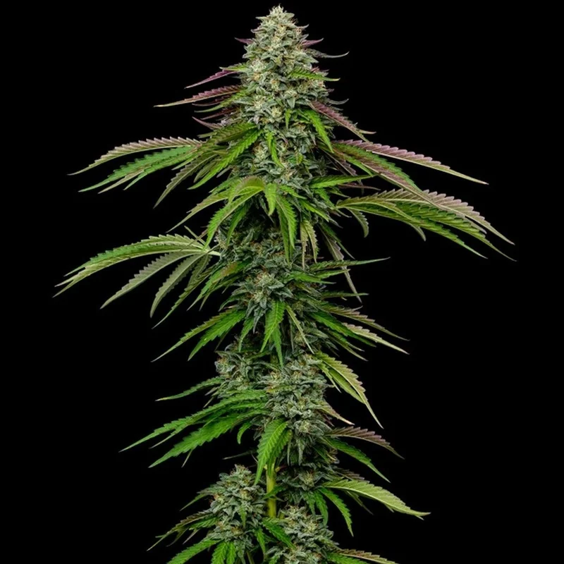 Garlic Budder van Humboldt Seed Company