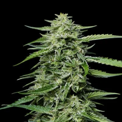 Blueberry Honey van Humboldt Seed Company