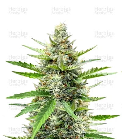 Humboldt Dream van Humboldt Seed Company