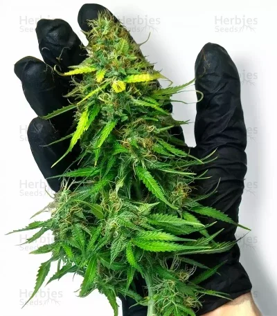 Humboldt Sour Diesel van Humboldt Seed Company