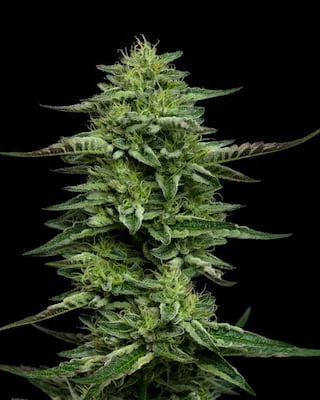 The Bling van Humboldt Seed Company