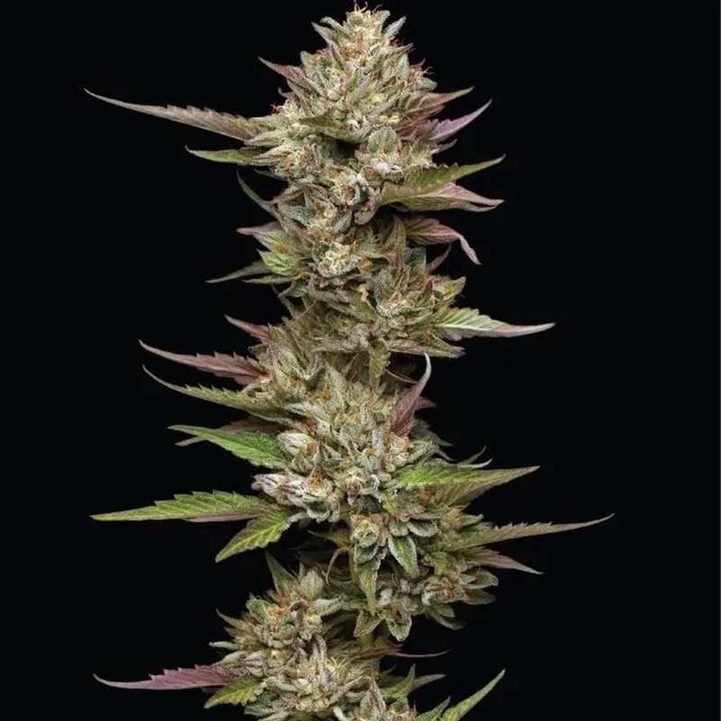 Moon Fog van Humboldt Seed Company