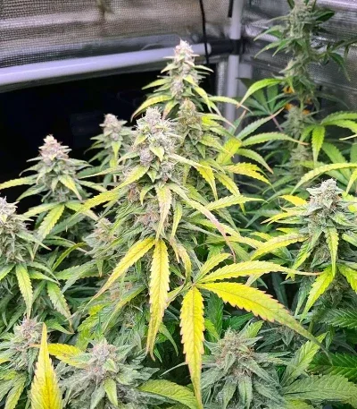 OG Kush van Humboldt Seed Company