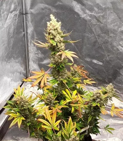 Mango Sherbert van Humboldt Seed Company