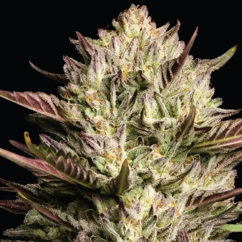 California Octane Triploid van Humboldt Seed Company