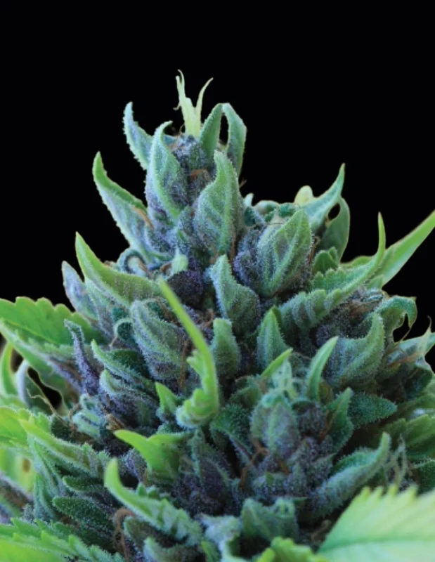Humboldt Dream van Humboldt Seed Company