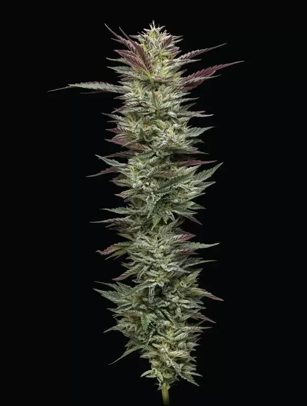 Notorious THC van Humboldt Seed Company