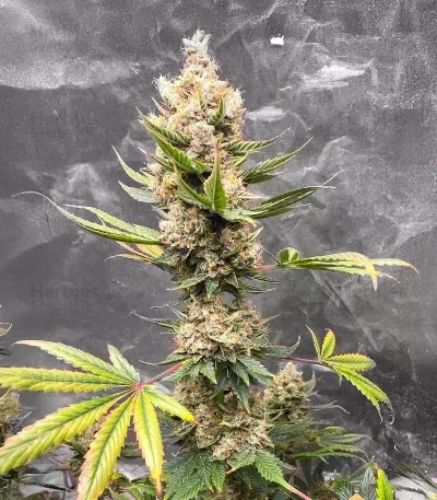 Mango Sherbert van Humboldt Seed Company