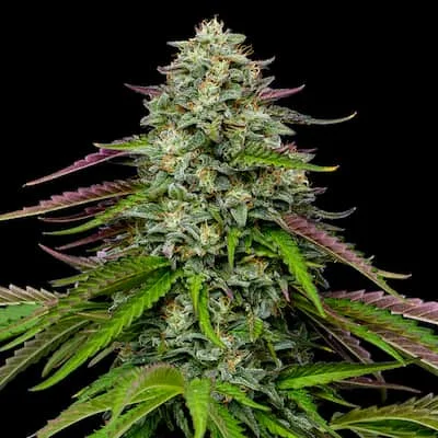 Garlic Budder van Humboldt Seed Company
