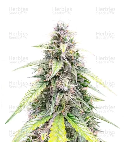 OG Kush van Humboldt Seed Company