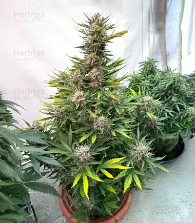 Humboldt Dream van Humboldt Seed Company