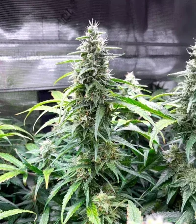 OG Kush van Humboldt Seed Company