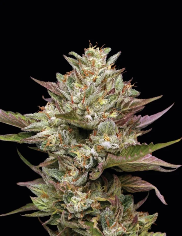 Moon Fog van Humboldt Seed Company