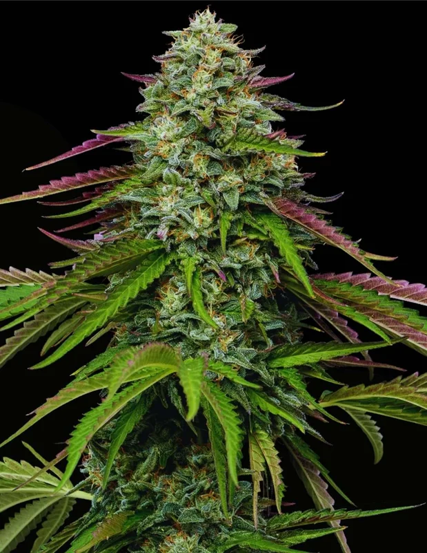 Garlic Budder van Humboldt Seed Company