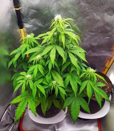 Humboldt Sour Diesel van Humboldt Seed Company