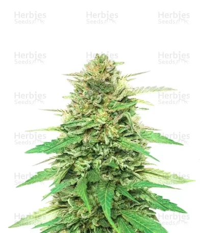 Pineapple Muffin van Humboldt Seed Company