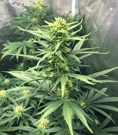 Pineapple Muffin van Humboldt Seed Company