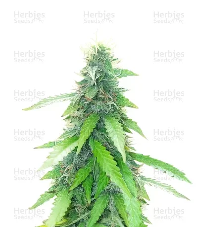Humboldt Sour Diesel van Humboldt Seed Company
