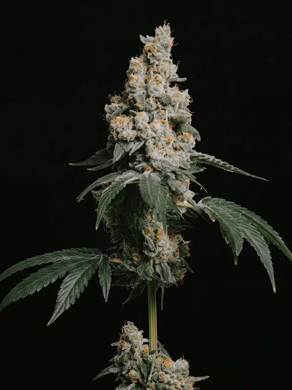 GMO Cookies by ILGM