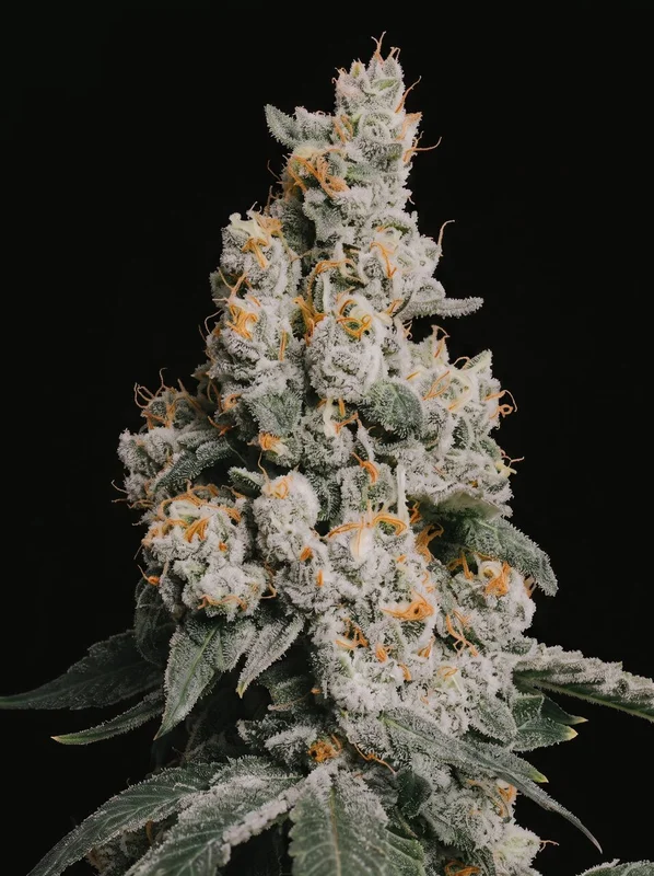 GMO Cookies by ILGM