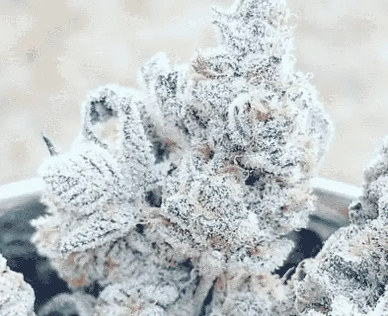 Jelly Breath S1 van In House Genetics