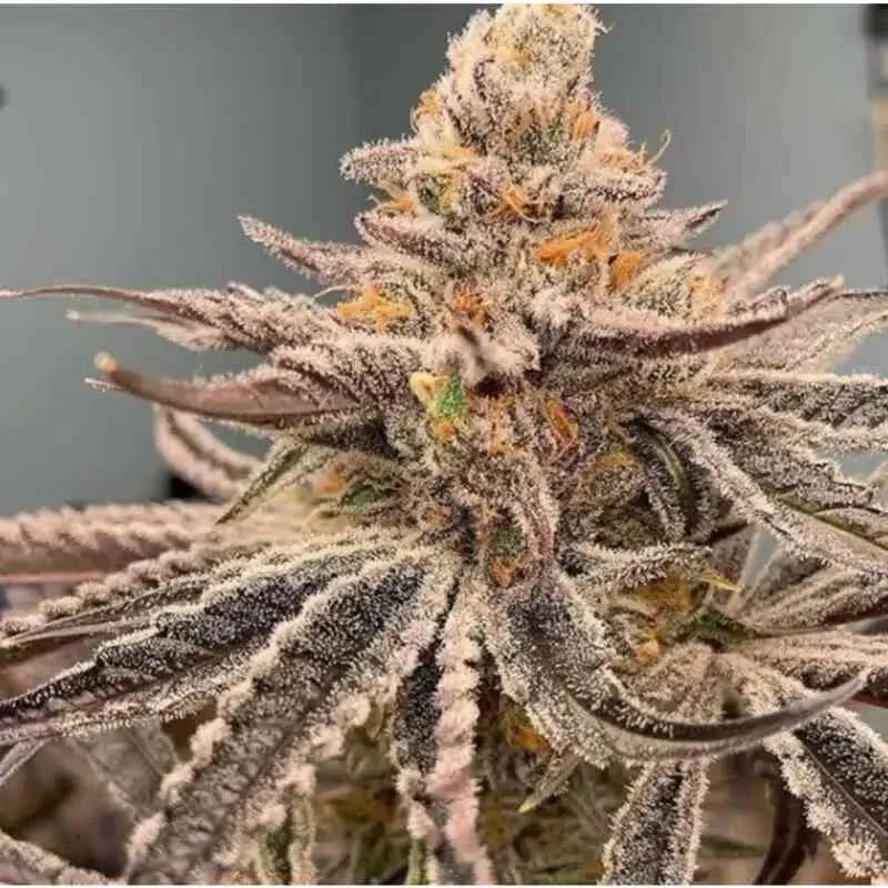 Garlic Storm van In House Genetics