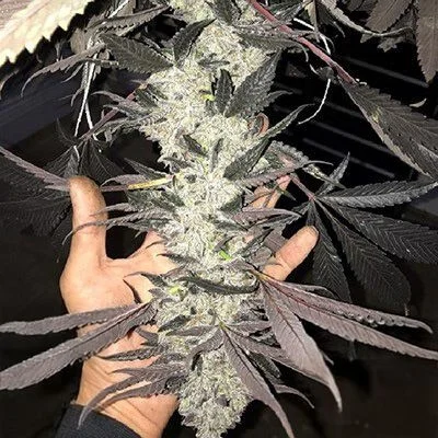 Cakes N Cream by In House Genetics