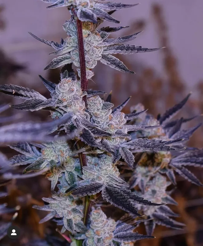 Platinum Jelly van In House Genetics