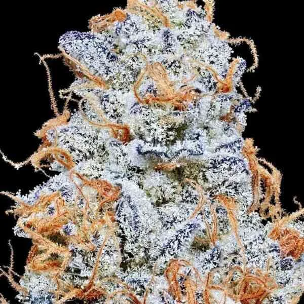 Platinum Valley van In House Genetics