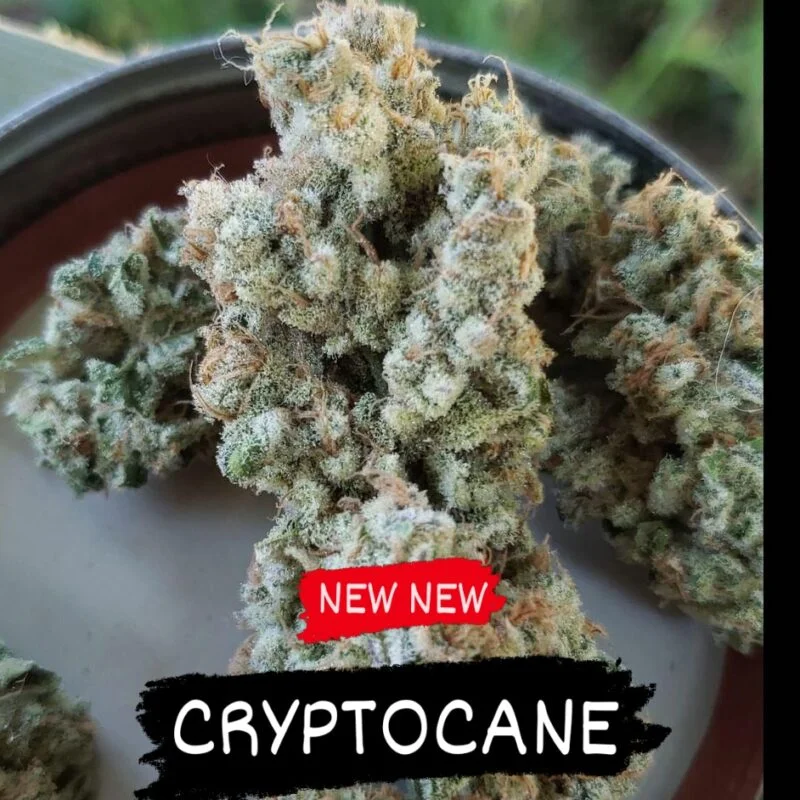 Cryptocane van In House Genetics