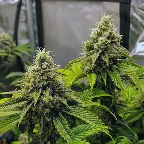 Banana Cake van In House Genetics