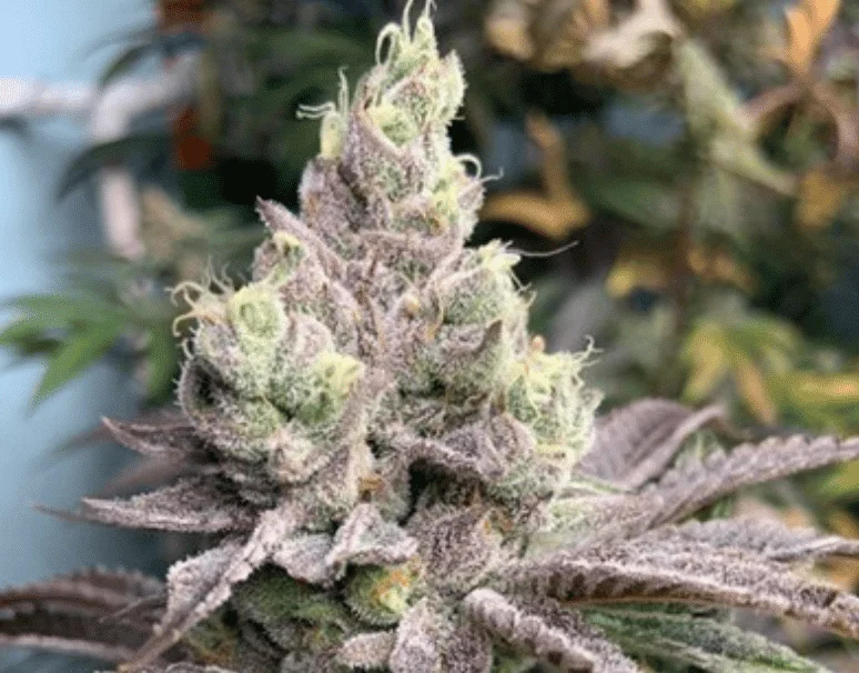 Dream Candy van In House Genetics