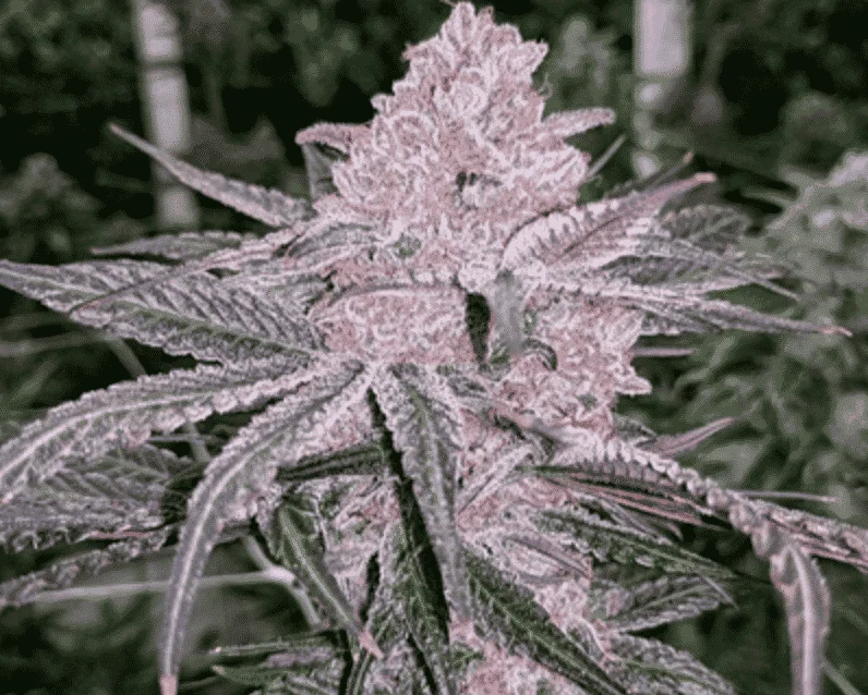 Jelly Sickle van In House Genetics