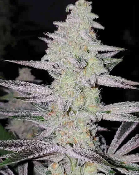 Frozen Grapes van In House Genetics