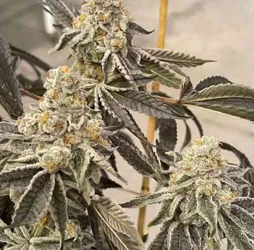 Garlic Sherb S1 van In House Genetics