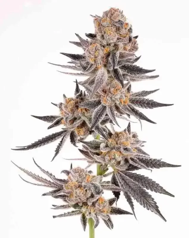 Crystal Cookies van In House Genetics