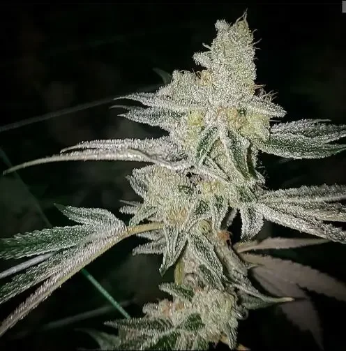 Platinum Dosi van In House Genetics