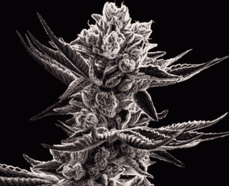 Platinum Kush Breath van In House Genetics