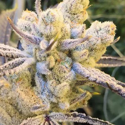 Sugar Cane van In House Genetics