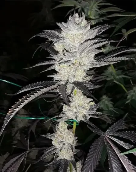 Platinum Garlic van In House Genetics