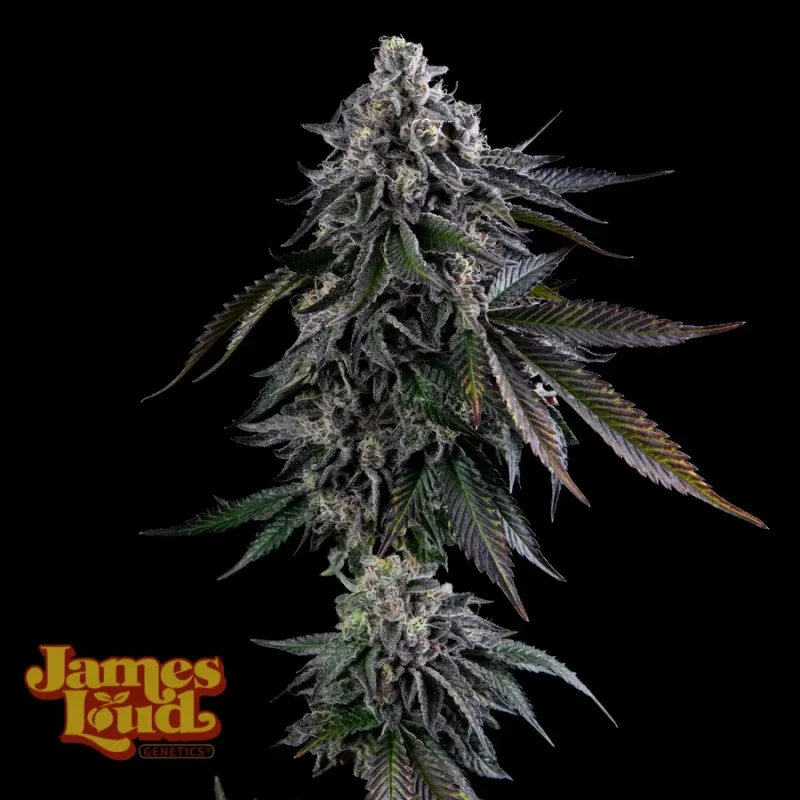 Dripz van James Loud Genetics